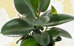 Plantas de Vaso Dentro de Casa – Flores de Interior que Absorvem a Poluição e Purificam o Ar