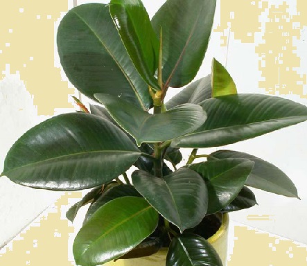 Plantas de Vaso Dentro de Casa – Flores de Interior que Absorvem a Poluição e Purificam o Ar