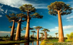 O que são Baobás: Árvores Africanas Gigantes e Antigas cheias de Lendas