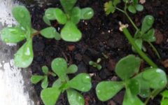 Benefícios da Beldroega – Foto para Reconhecer, Vitaminas, Nutrientes, Chás