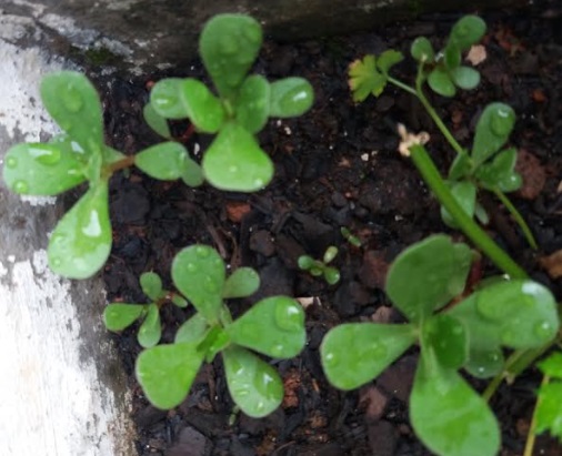 Benefícios da Beldroega – Foto para Reconhecer, Vitaminas, Nutrientes, Chás