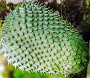 benefícios-da-graviola-vitaminas-benefícios-nutrientes benefícios-graviola-in-natura