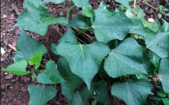 Benefícios das Folhas da Batata Doce – Dicas de Como Plantar Batata Doce