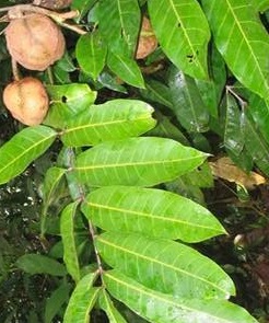 chá-das-folhas-da-andiroba-benefícios- óleo-de-andiroba-uso-medicinal