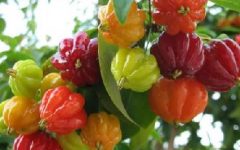 Benefícios e Nutrientes da Pitanga – Vitaminas do Fruto da Pitangueira