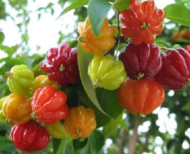 Benefícios e Nutrientes da Pitanga – Vitaminas do Fruto da Pitangueira