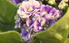 Como Fazer Mudas de Violetas com as Folhas – Cuidados com Violeta Africana