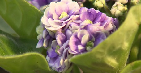 Como Fazer Mudas de Violetas com as Folhas – Cuidados com Violeta Africana
