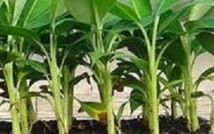 Como Plantar Banana – Muda de Bananeira, Cacho de Banana Verde, Cuidados