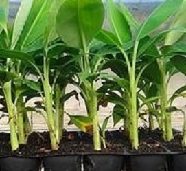 Como Plantar Banana – Muda de Bananeira, Cacho de Banana Verde, Cuidados