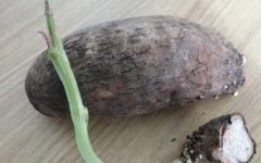Como Plantar Cará – Dicas de Cultivo, Benefícios e Informações Nutricionais