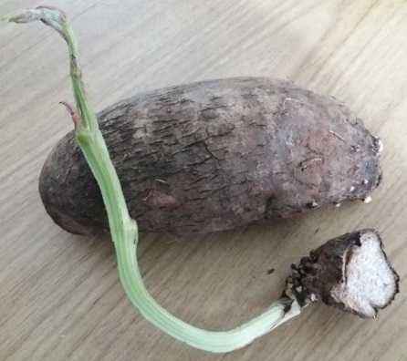 Como Plantar Cará – Dicas de Cultivo, Benefícios e Informações Nutricionais