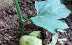 Como Plantar Chuchu – Benefícios, Nutrientes e Dicas de Cultivo do Chuchuzeiro