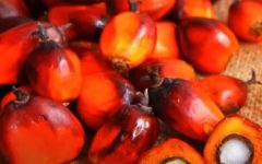 Azeite de Dendê – Nutrientes e Benefícios para a Saúde e Cosmético para Cabelo e Pele