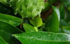 Benefícios da Graviola para Saúde – Nutrientes e Indicações no Tratamento do Cancêr