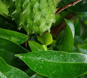Benefícios da Graviola para Saúde – Nutrientes e Indicações no Tratamento do Cancêr