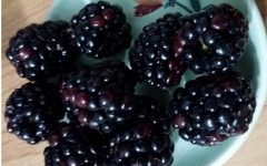 Lista de Alimentos para Tratar Inflamação – Substâncias com Ação Anti-inflamatória