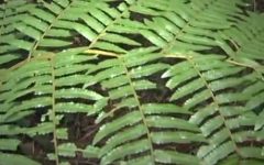 Remédios Caseiros Naturais contra Pulgão da Couve de Samambaias, Alho, Arruda, Pimenta, Coentro