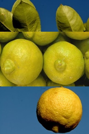 Lima de Bico Benefícios e Nutrientes da Fruta que Ajuda Tratar Labirintite