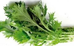 Verduras Orientais em Vasos – Tipos de Hortaliça Bok Choy, Como Cultivar Mizuna