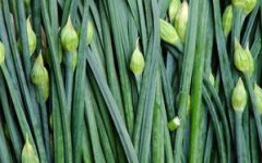 O Que é Nirá – Como Plantar, Nutrientes e Benefícios para a Saúde