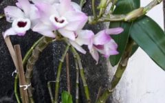 Como Tratar Doença na Orquídea – Manchas Escuras de Bactérias ou Fungos em Orquídeas, Remédio e Cuidados