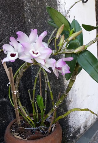 Como Tratar Doença na Orquídea – Manchas Escuras de Bactérias ou Fungos em Orquídeas, Remédio e Cuidados