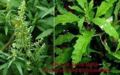 Tipos de Mentruz com Fotos – Vitaminas, Benefícios para a Saúde e Uso Medicinal
