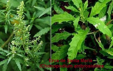 Tipos de Mentruz com Fotos – Vitaminas, Benefícios para a Saúde e Uso Medicinal