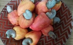 Vitaminas do Caju – Nutrientes e Benefícios do Caju para a Saúde