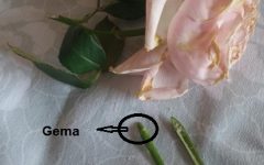 Como Fazer Enxerto de Rosas – Como Mudar a Cor da Roseira