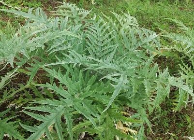 como-plantar-alcachofra-
