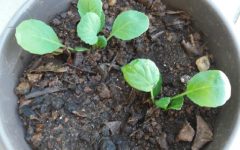Como Plantar Couve de Bruxelas – Dicas de Cultivo, Vitaminas e Benefícios, Congelar