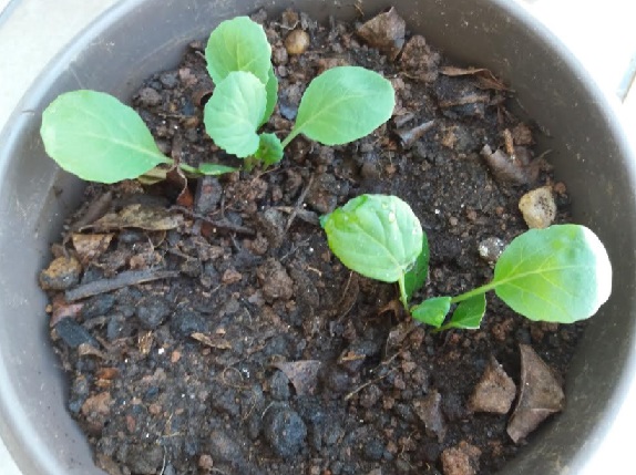 Como Plantar Couve de Bruxelas – Dicas de Cultivo, Vitaminas e Benefícios, Congelar