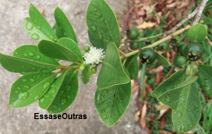 Goiabeira – Como Plantar Goiaba Dicas de Cultivo, Benefícios e Nutrientes