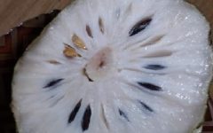 Suco de Graviola com Leite – Benefícios e Vitaminas da Fruta