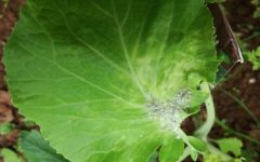 Pulgões na Couve – Dicas de Remédios Caseiros Naturais para Matar Pulgões