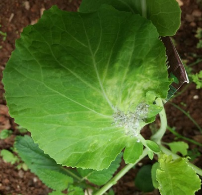 Pulgões na Couve – Dicas de Remédios Caseiros Naturais para Matar Pulgões