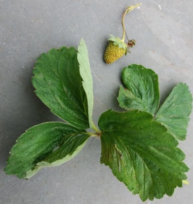 cultivar-morangos-cuidados-com-fungos-