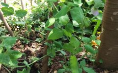Como Plantar Ervilha Torta – Dicas de Cultivo em Vaso ou Horta, Como Regar, Adubar