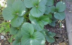 Cultivar Morangos Orgânicos – Dicas para Rega, Adubo, Poda, Doenças e Pragas no Morango