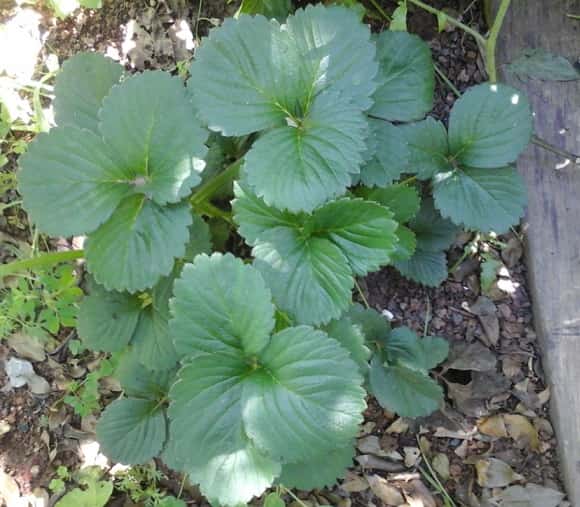 Cultivar Morangos Orgânicos – Dicas para Rega, Adubo, Poda, Doenças e Pragas no Morango