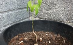 Como Plantar Maracujá Miúdo no Vaso – Cultivo Orgânico, Terra, Rega, Adubação