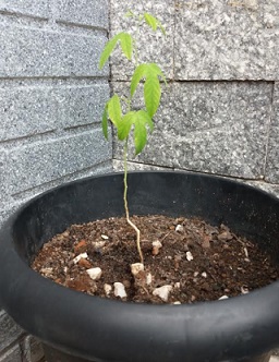 Como Plantar Maracujá Miúdo no Vaso – Cultivo Orgânico, Terra, Rega, Adubação