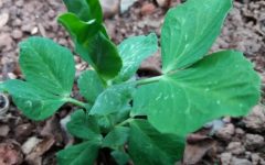 Como Plantar Ervilha – Dicas de Cultivo, Cuidados com Rega, Adubo, Quando Colher