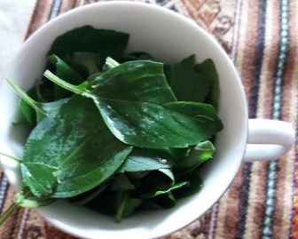 Como Fazer Pesto de Manjericão – Dicas de Congelamento e de Uso