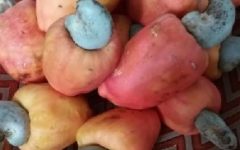 Suco de Caju com Frutas e Legumes – Como Fazer Suco Detox, Alcalinizante e Energético
