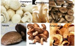 Benefícios e Vitaminas dos Cogumelos – Tipos Mais Comuns de Fungos Comestíveis