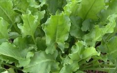Azedinha ou Azedeira – Planta Não Convencional para Saladas – Nutrientes e Benefícios para a Saúde