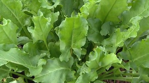 Azedinha ou Azedeira – Planta Não Convencional para Saladas – Nutrientes e Benefícios para a Saúde